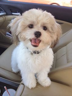 My Maltese shih tzu mix :) Anjing Maltese, Perro Shih Tzu, Chien Shih Tzu, Maltese Shih Tzu, Shih Tzu Mix, 강아지 그림, Labrador Retriever Puppies, Maltese Puppy, Shih Tzu Puppy