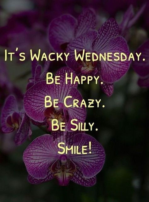 It's Wacky Wednesday. Be happy, be crazy, be silly. Smile! wednesday wednesday quotes morning nights days wednesday pictures wednesday sayings wednesday wishes wednesday greetings Wax Wednesday, Funny Wednesday Memes, Funny Wednesday Quotes, Wednesday Sayings, Wednesday Posts, Weekly Greetings, Happy Wednesday Pictures, Wednesday Memes, Wednesday Hump Day