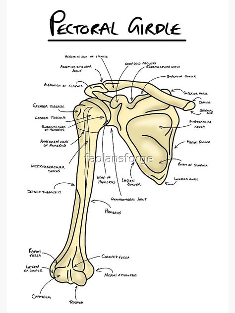 "Pectoral girdle anatomy diagram " Spiral Notebook for Sale by faolansforge | Redbubble Pectoral Girdle Anatomy, Anatomy Study Tips, Anatomy Of Bones, Anatomy And Physiology Notes, Pectoral Girdle, Medical Diagrams, Anatomy Diagrams, Anatomy Notes, Anatomy Education