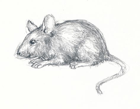 Pencil mouse Abstract Sketches, Mouse Drawing, Long Tail, Pen Drawing, Drawing Inspiration, Pencil Drawings, Art Sketches, Colored Pencils, Moose Art