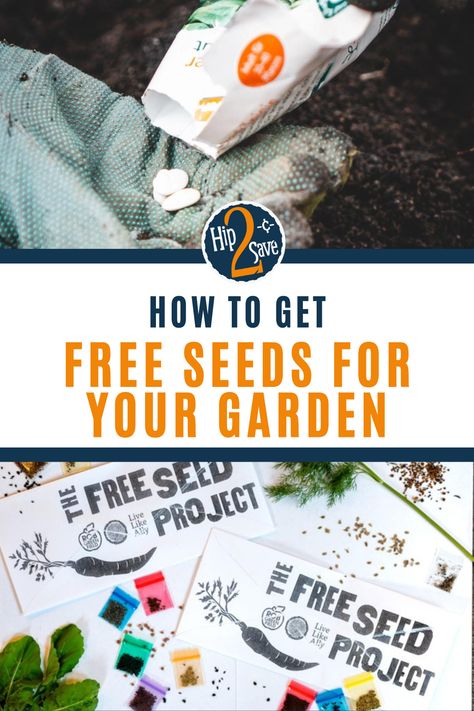 Grow your own food at home using seeds. Learn how to save your own seeds or get seeds in the mail for free with these useful tips. Gardening with seeds saves money too! Free Seeds, Couponing For Beginners, Saving Strategies, Dollar Store Diy Projects, Food At Home, Free Fruit, Seed Saving, Money Saving Strategies, Frugal Tips