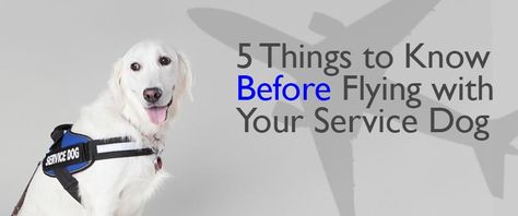 Preparing to travel by airline with your service dog? There are a few things to keep in mind that ideally... Flying With Service Dog, Travel Supplies, Airplane Travel, Service Dog, Dog Blog, Service Trip, Service Animal, Dog Training Tips, Service Dogs