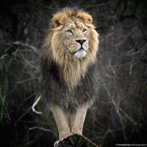 Iblis The King of Chester Zoo! #animals #chesterzoo #lion by brookshawphotography Judah And The Lion, Lion Photo, Asiatic Lion, August Baby, Mountain Lions, Wild Animals Photography, Chester Zoo, Panthera Leo, Wild Animals Photos