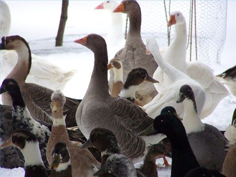 How to Properly Handle and Train Geese | Cuteness.com Farm Geese, Raising Geese, Duck Houses, Bird Training, Duck Breeds, Raising Ducks, Muscovy Duck, Ukrainian Eggs, Raising Chicks