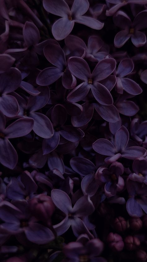 Deep Plum Color Palette, Dark Plum Wallpaper, Eggplant Purple Aesthetic, Dark Purple Academia Aesthetic, Dark Lilac Aesthetic, Plum Color Aesthetic, Aubergine Aesthetic, Purple Academia Aesthetic, Dark Violet Aesthetic