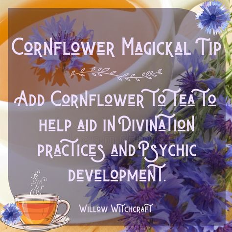 Cornflower Witchcraft, Flower Witchcraft, Witchcraft Tea, Tea Magick, Witch Plants, Fruit Magic, Green Witchery, Magick Herbs, Cleansing Tea