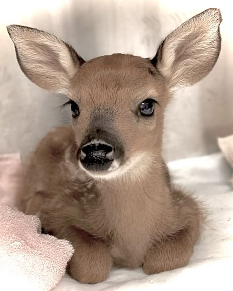 Raise Money, Baby Deer, Pink Bow, Disease, Deer, Foundation, Toys, Books, Pink