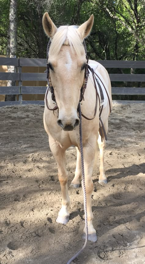 Aesthetic Horse, Pale Horse, Palomino Horse, Clydesdale Horses, Rodeo Horses, Cute Ponies, Andalusian Horse, Horse Aesthetic, Black Horses