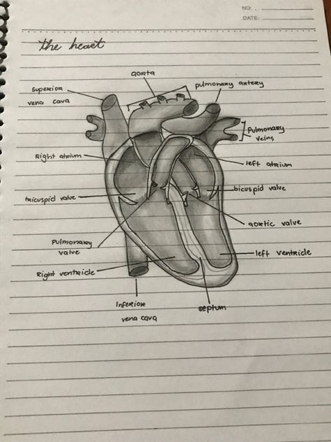 Heart Organ Art, Circulatory System Drawing Easy, Heart Drawing Biology, Real Heart Drawing Easy, Human Heart Drawing Sketches, How To Draw A Heart Organ, Circulatory System Drawing, Human Heart Sketch, Real Heart Drawing