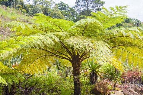 The Australian Tree Fern Makes a Big Impact Propagating Dracaena, Indoor Floor Plants, Australian Tree Fern, Indoor Ferns, Brown Tips, Australian Trees, Dracaena Plant, Calathea Plant, Tree Fern