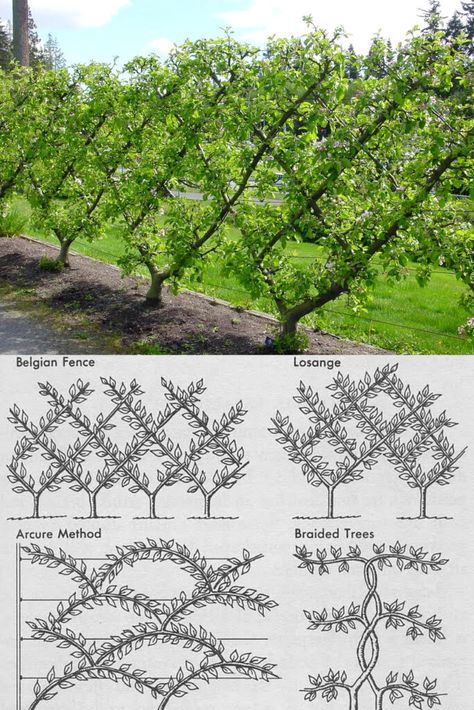 Fruit Tree Layout, Backyard Fruit Trees Landscaping, Backyard Fruit Trees, Fruit Orchard Design Landscapes, Fruit Tree Landscaping, Fruit Tree Trellis, Orchard Landscaping, Orchard Backyard, Fruit Tree Espalier