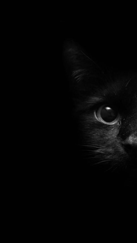 Regard Animal, Black Cat Aesthetic, Pretty Wallpapers Tumblr, Peace Illustration, Black Cat Art, Cute Cats Photos, Beautiful Wallpapers Backgrounds, Anime Couple, Cool Wallpapers Art