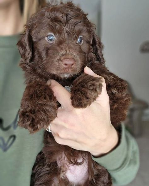 Mini Aussiedoodles for sale | Jupiter Doodles Mini Ausidoodle, Mini Aussiedoodles, Aussie Doodle, Mini Aussiedoodle, Cute Puppies For Sale, Aussiedoodle Puppies, Dream Puppy, Doodle Dogs, Cute Small Dogs