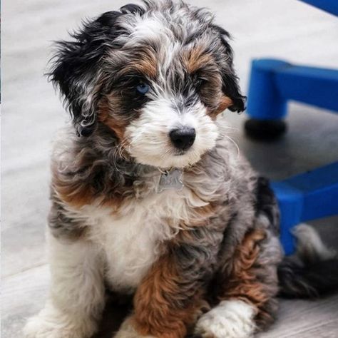 Mini Ausidoodle Puppies, Micro Bernedoodle Full Grown, Hyperallergic Dogs, Mini Bernedoodle Full Grown, Bernadoodle Mini, Miniature Bernedoodle, Havapoo Puppies, Dream Puppy, Bernedoodle Puppies