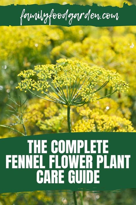 Having some good herb selections will serve a great multipurpose use in your garden. Family Food Garden has the complete fennel flower plant care guide as a beautiful yellow flowering addition to your garden. Fennel plants are truly versatile from ornamental purposes to medicinal and culinary recipes. See how this plant looks and the advantages to having it in your garden. Find the ultimate flowering fennel plant care guide with problems you may encounter and how to have yours thriving here. Fennel Plant, Fennel Flower, Fennel Herb, Plant Care Guide, Healthy Fruits And Vegetables, Foraged Food, Fall Care, Flower Gardening, Family Food