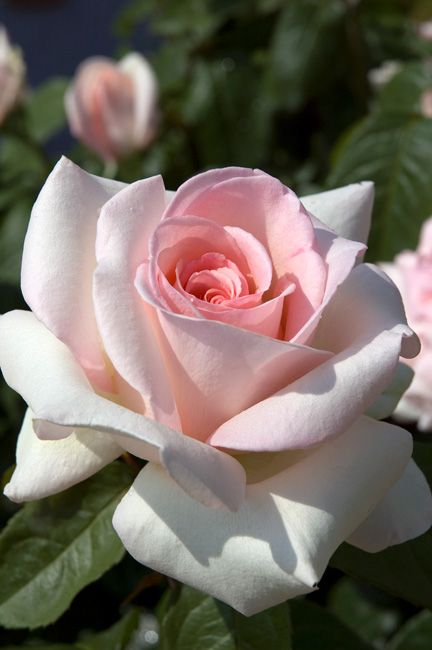 Kristina Webb, Fragrant Roses, Simple Rose, Hybrid Tea Roses, Have Inspiration, Rose Bush, Tea Rose, Tea Roses, Love Rose