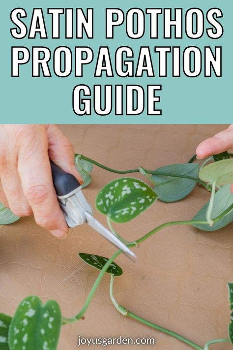 Satin Pothos Propagation, Houseplant Guide, Pothos Propagation, Hanging Houseplants, Pothos In Water, Pothos Cuttings, Small Houseplants, Indoor Plant Care Guide, Propagation Tips