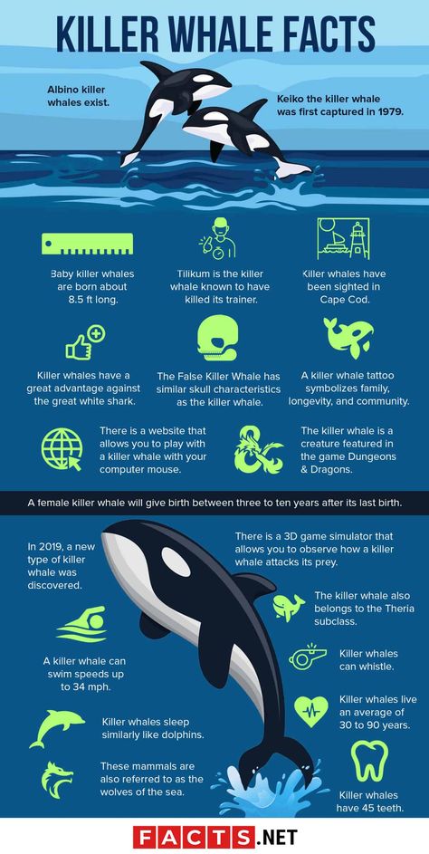 Whale Biology, Orca Facts, Zoology Illustration, Marine Biology Jobs, Fish Core, Biology Notebook, False Killer Whale, Biology Jobs, Killer Whale Tattoo