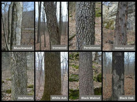 Oak Tree Identification Chart, Oak Trees Types, Tree Identification Chart, Identifying Trees, Tree Leaf Identification, Tree Bark Identification, Leaf Identification, Tree Id, Tree Identification