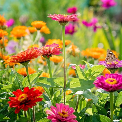 This curated pick of show-stopping annuals will fill out your garden beds, containers, and hanging baskets until the end of summer. Hanging Plant Ideas, Summer Planters, Herbs Growing, Plant Tips, Perennial Flowers, Video Garden, Zinnia Flowers, Plants For Hanging Baskets, Garden Decor Ideas