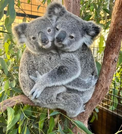 Koala Bear Aesthetic, Koala Aesthetic, Aesthetic Wildlife, Koala Cake, Animal Guardian, Koala Marsupial, Koala Cute, Koala Tattoo, Mammals Animals