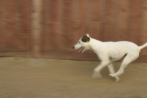 My dog Mika, Pan shot. Panning Shot, Camera Shots, My Dog, Dogs, Quick Saves