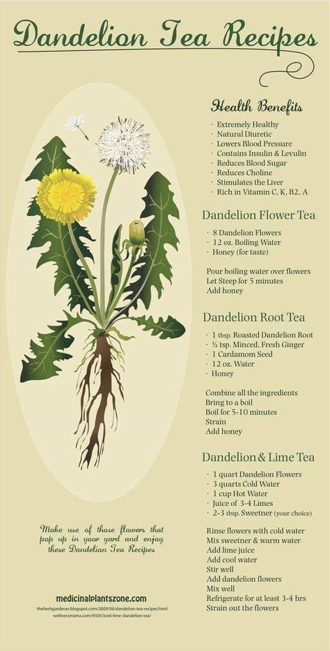 Dandelion Herb Benefits, Dandelion Medicinal Uses, How To Make Dandelion Tea, Dandelion Root Tea Benefits, Dandelion Tea Benefits, Dandelion Tea Recipe, Herb Healing, Adrenal Fatigue Supplements, Witchy Herbs