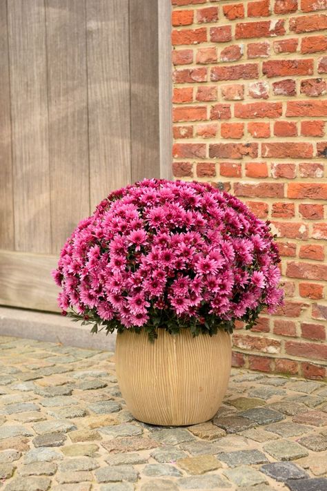 Decorate your terrace with some nice Mum Flowers. This pink chrysanthemum looks so nice. Mum Flowers, Animal Figurine Toys, Growing Fruit Trees, Mums Flowers, Chrysanthemum Flower, Fall Outdoor Decor, Growing Fruit, Fall Outdoor, Back Garden