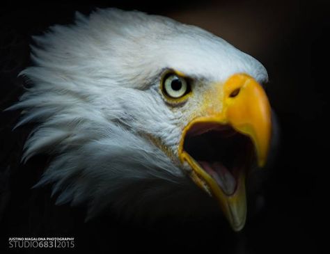 Screaming Bald Eagle by JustinoMagalona - ViewBug.com Haliaeetus Leucocephalus, Screaming Eagle, Eagle Images, Spirit Animal Art, Bald Eagles, Digital Art Beginner, Golden Eagle, Spirit Animal, Bald Eagle