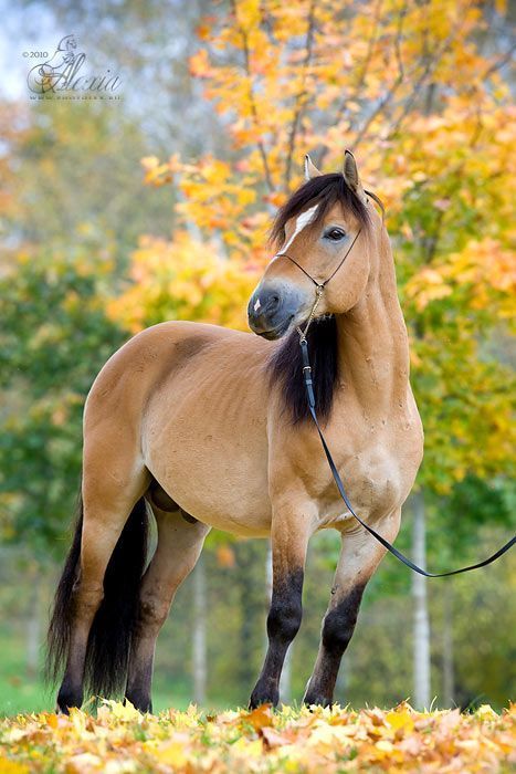 Yellow Horse, Buckskin Horse, Regnul Animal, Gorgeous Horses, Yellow Autumn, Dream Horse, Fall Photo, Horse World, Majestic Horse