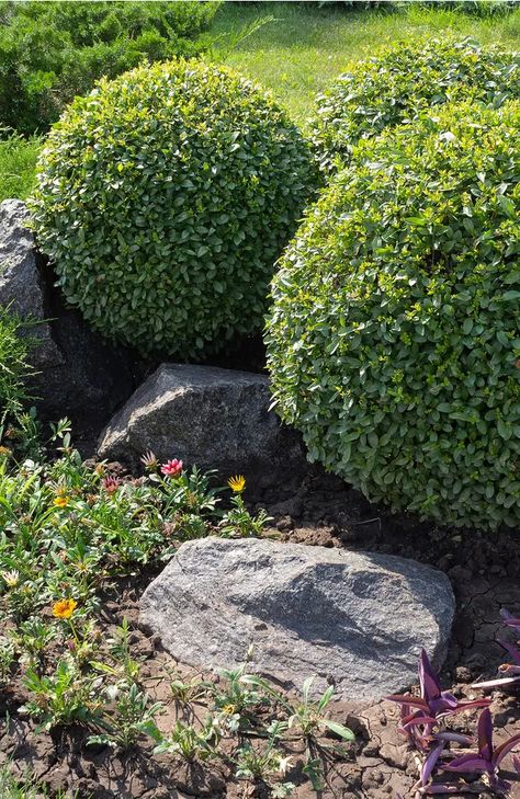 How to Trim Boxwood? 5 Important Tips to Prevent Mistakes How To Trim Bushes, Boxwood Bush, Boxwood Plant, Foundation Planting, Tips And Tricks, Garden Design, Yard, Trim, Outdoor Decor