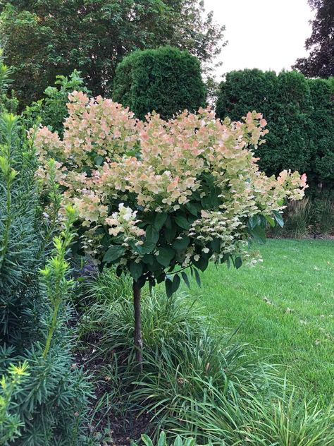 Symmetrical House Landscaping, Tree Hydrangea, Hydrangea Trees, Birch Garden, Quick Fire Hydrangea, Strawberry Hydrangea, White Flowering Trees, Hydrangea Tree, Types Of Hydrangeas