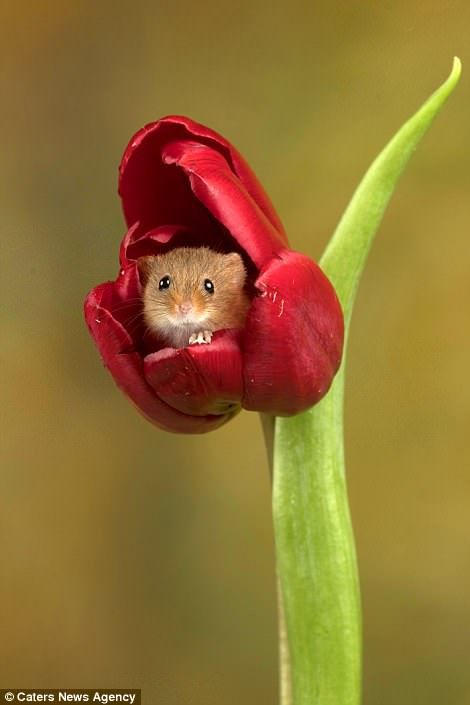 Harvest Mice, Harvest Mouse, Cute Animal Pictures, Hamsters, Cute Creatures, Sweet Animals, Funny Animal, Cute Little Animals, Nature Animals