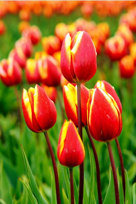 The Best Time To Plant Tulip Bulbs In The Fall - And How To Do It! Where To Plant Tulips, Plant Tulips, Planting Tulip Bulbs, Planting Tulips, Tulip Bulbs, In The Fall, Planting, The Fall, Tulips