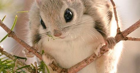 Photo Japanese Flying Squirrel, Hokkaido Japan, Flying Squirrel, Little Critter, Cute Animal Pictures, Chipmunks, Cute Little Animals, 귀여운 동물, Animal Pictures