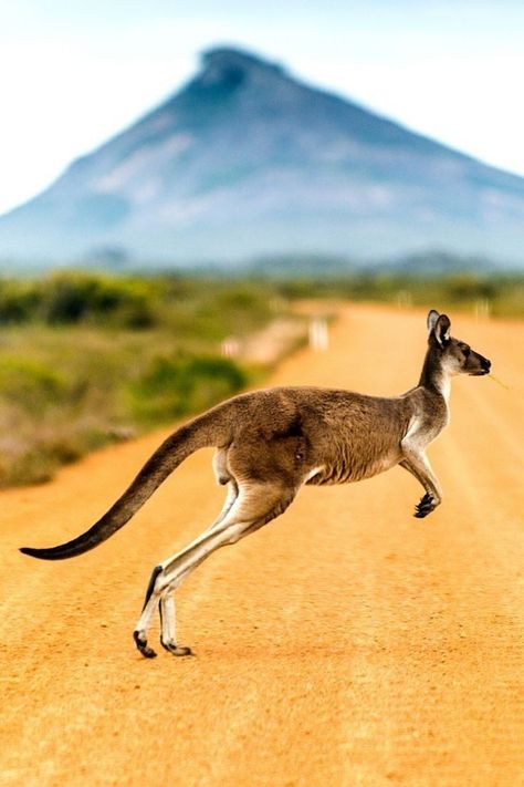 Australian Mammals, Kangaroo Art, Kangaroo Baby, Australia Kangaroo, Australian Outback, National Animal, Australian Wildlife, Most Beautiful Animals, Visit Australia