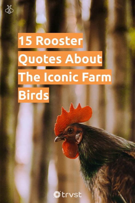 Morning gets its wake-up call with the roosters' crow. Discover 15 delightful rooster-inspired quotes that reflect vigor, bravery, and cherished weather vane adornments. These lively phrases could paint your mornings with a vibrant 'cock-a-doodle-doo' touch. Come explore! 🐓 #RoosterQuotes #FarmLife #MorningInspiration #BraveryQuotes #NatureLovers Rooster Quotes Funny, Farm Animal Quotes Inspirational, Rooster Sayings, Rooster Quotes, Chicken Quotes, Bravery Quotes, Inspired Quotes, Weather Vanes, Autumn Quotes