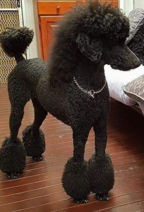 Poodle With Mullet, Standard Poodle Puppy Haircut, Male Poodle Haircut Styles, Poodle Mullet, Poodle Styles, Standard Poodle Cuts, Standard Poodle Haircuts, Standard Poodle Puppies, Goldendoodle Grooming