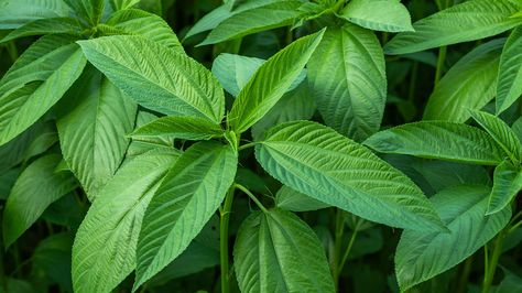 Jute Leaves: Nutrition, Benefits, Downsides, and Recipes Egyptian Spinach, Jute Leaves, Erectile Dysfunction Remedies, Ayurvedic Healing, High Calcium, Food Allergens, Bone Health, Types Of Plants, West Africa