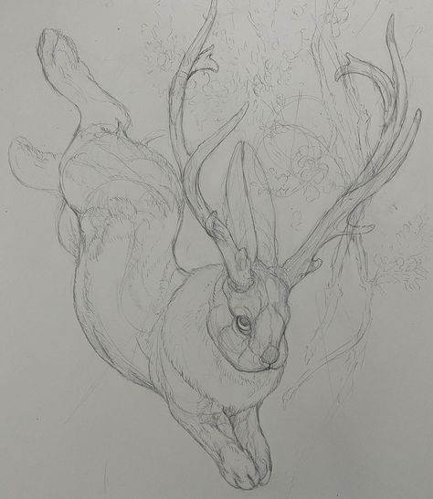 Cute bunny boy jackalope! . . #laurenmarx #laurenmarxart #wip #workinprogress #sketch #drawingsketch #instaart #instaartist… | Instagram Cute Jackalope, Ink Animal Drawings, Jackalope Sketch, Jackalope Character Design, Jackalope Illustration, Bunny Anatomy, Jackalope Drawing, How To Draw A Rabbit, Animal Reference