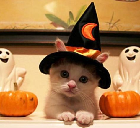 15 Cats In Halloween Costumes That Will Make Your Day - Society19 Cat Face Pumpkin, Pumpkin Cat, Cat Halloween Costume, Cat Costumes, Cat Aesthetic, Black Cat Halloween, Pet Costumes, Crochet Cat, Cat Care