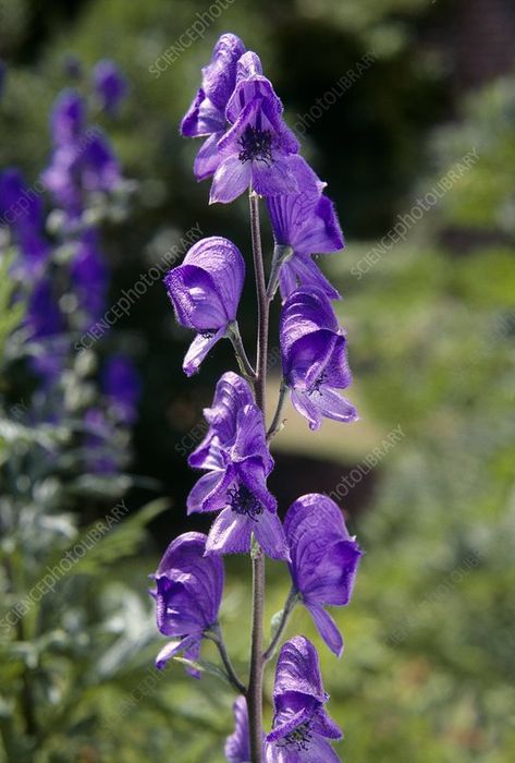 Aconitum Napellus, Poisonous Plants, Science Photos, Flower Illustration, Buy Prints, Photo Library, Garden Planning, Botanical Illustration, Flower Tattoos