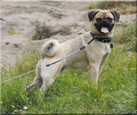 Meet the "Retro Mop" an attempt by German Dog breeders to create a healthier pug. Jug Dog, Brindle Pug, Pugs For Sale, Mop Dog, Asian Dogs, Pug Breed, Chinese Dog, Dog Breeders, Dog Breeds List