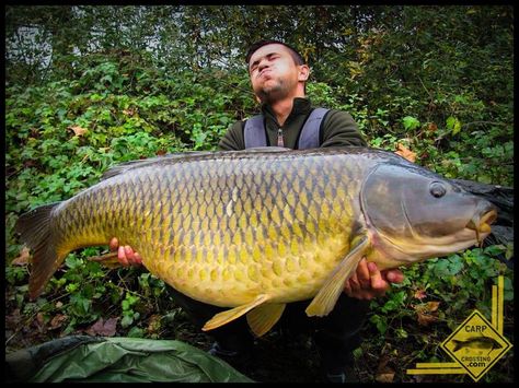 Very large common Sea Angling, Grass Carp, Common Carp, Photos Of Fish, Carp Fishing Bait, Clint Walker, Perch Fishing, Giant Fish, Monster Fishing