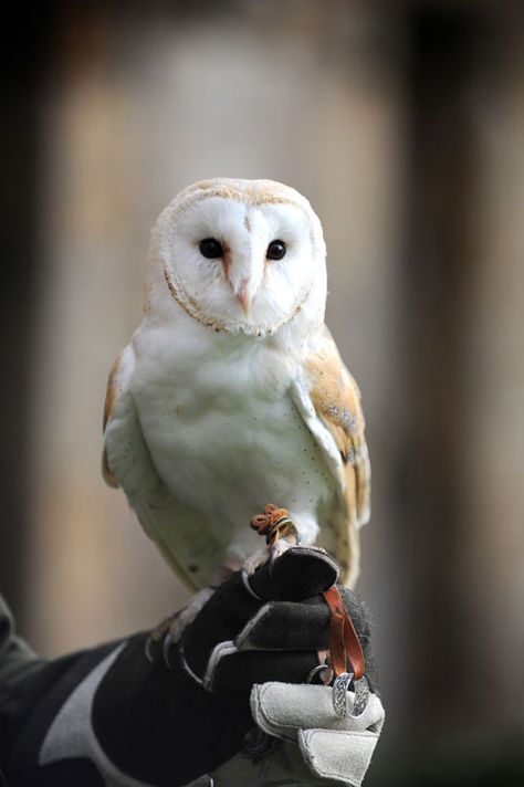 Even if you're not a Harry Potter fan this is one fantastic idea for a Ring Bearer! Owl Ring Bearer, Barn Owl Ring, Ring Carrier, Hogwarts Party, Owl Wedding, Harry Potter Wedding Theme, Owl Ring, Harry Potter Wedding, Alternative Wedding Dresses