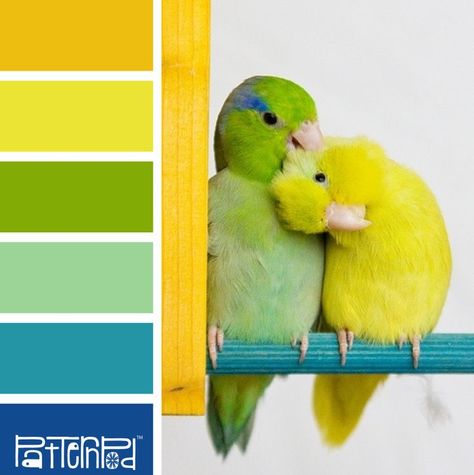 Color Symbolism, Chameleon Color, Brand Color Palette, Design Seeds, Color Spectrum, Color Harmony, Color Balance, Colour Board, Color Stories