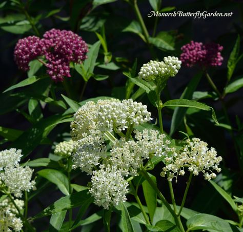 'Ice Ballet' Swamp Milkweed makes a stunning contrast paired with the traditional pink-flowered variety- Milkweed Companion Plant Ideas for the Butterfly Garden Planting Raised Garden Beds, Monarch Butterfly Garden, Butterfly Garden Plants, Texas Plants, Butterfly Gardens, Garden Companion Planting, Butterfly Habitat, Milkweed Plant, Swamp Milkweed