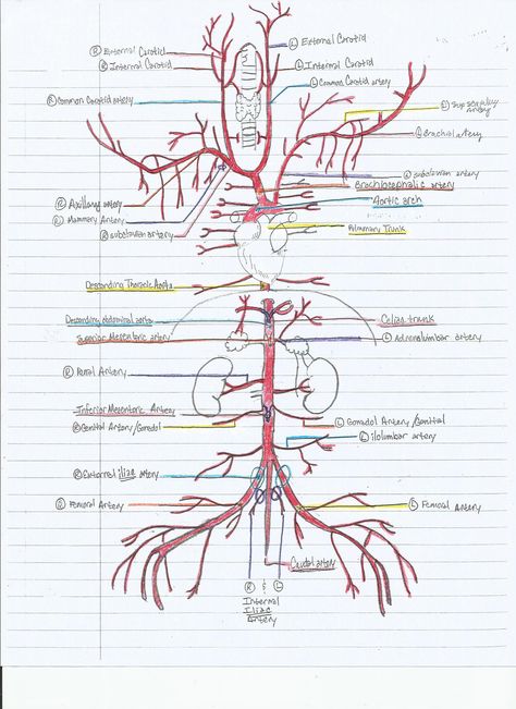 Key to the Arterial anatomy of the cat. Arteries And Veins Anatomy, Cardiovascular Anatomy, Arterial System, Arteries Anatomy, Diagnostic Medical Sonography, Medicine Notes, Basic Anatomy And Physiology, Vet Medicine, Arteries And Veins