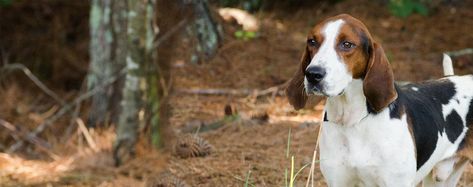 Why Do American English Coonhounds Act Stubborn - Wag! English Foxhound, English Coonhound, Hound Breeds, Group Of Dogs, Fox Hunting, Enjoy Time, The Fox And The Hound, American English, Hound Dog