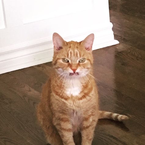 Missing front teeth = constantly disgusted cat. Disgusted Cat, Disgusted Face, Intercom System, Strange Facts, Front Teeth, Odd Stuff, Access Control System, Security Camera System, Weird Pictures